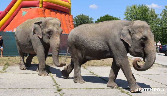 OTT JÁRTUNK: Pancsoló elefántok a Vágban Komáromnál (FOTÓK)
